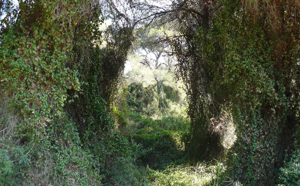 Discover the Devesa and the Albufera: Guided tour - Stop 2: Pine forest time, and why Aleppo pines matter