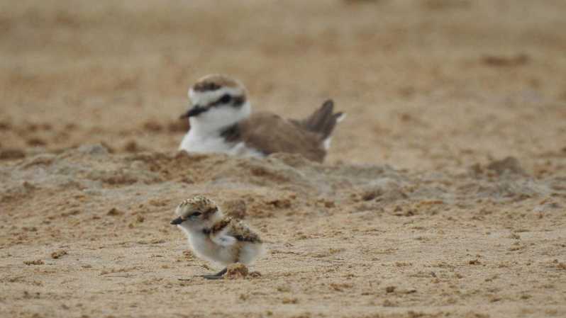 Discover the Devesa and the Albufera: Guided tour - Playa de la Devesa del Saler: natural beach, not the usual Valencia coast