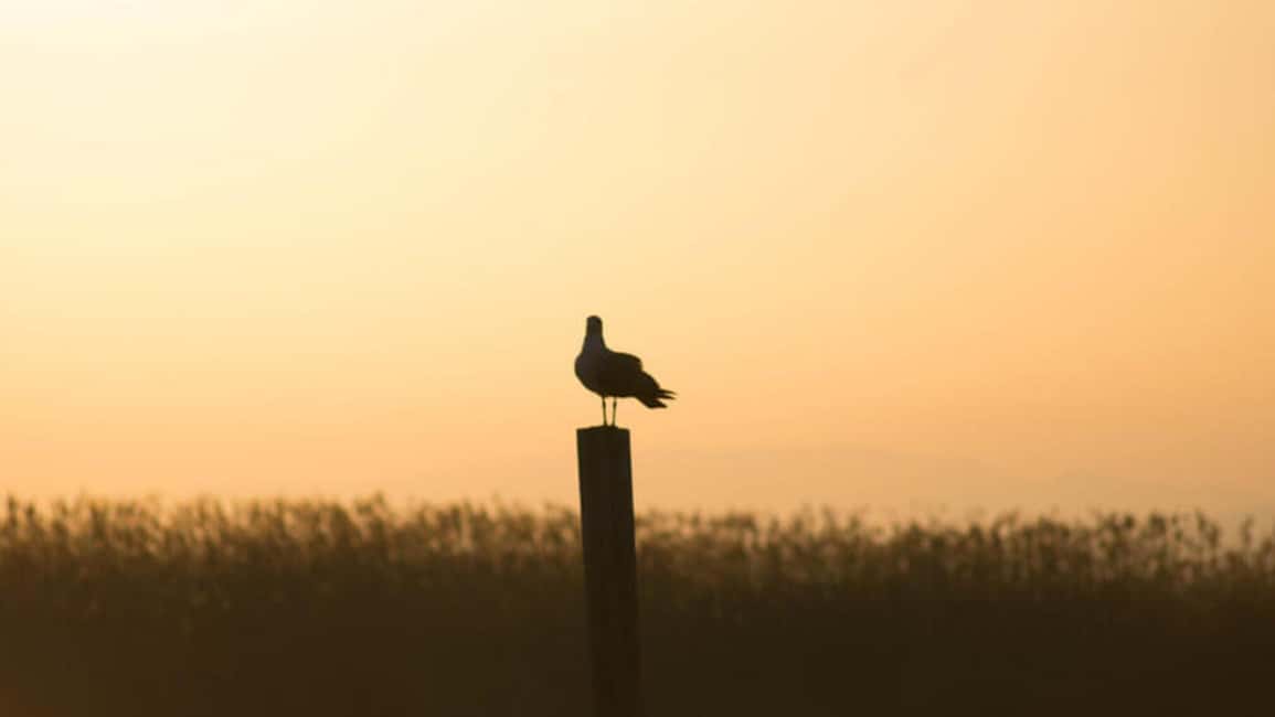 From Valencia: Albufera Day Trip with Boat Tour and Transfer - Why the Albufera feels so different from Valencia