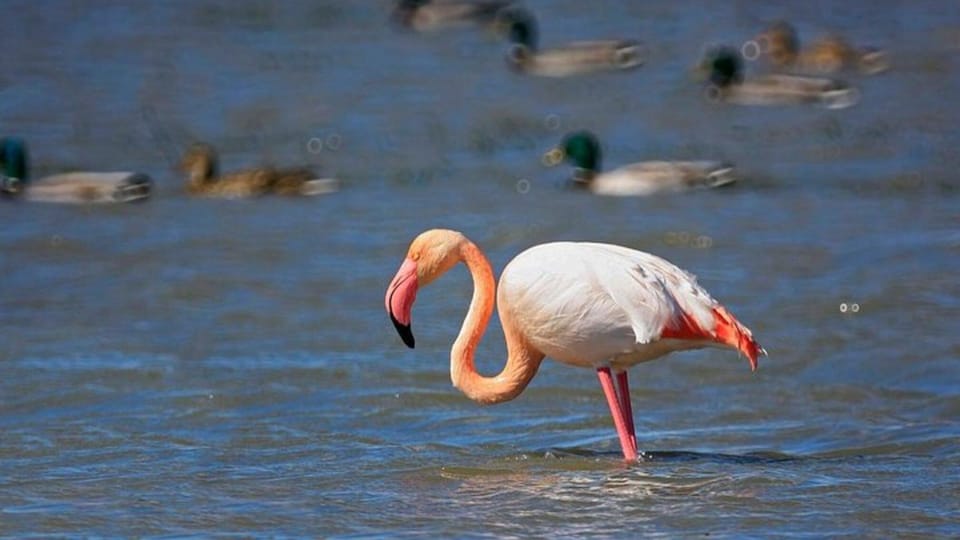 From Valencia: Albufera Day Trip with Boat Tour and Transfer - The boat tour on the Albufera: the real highlight