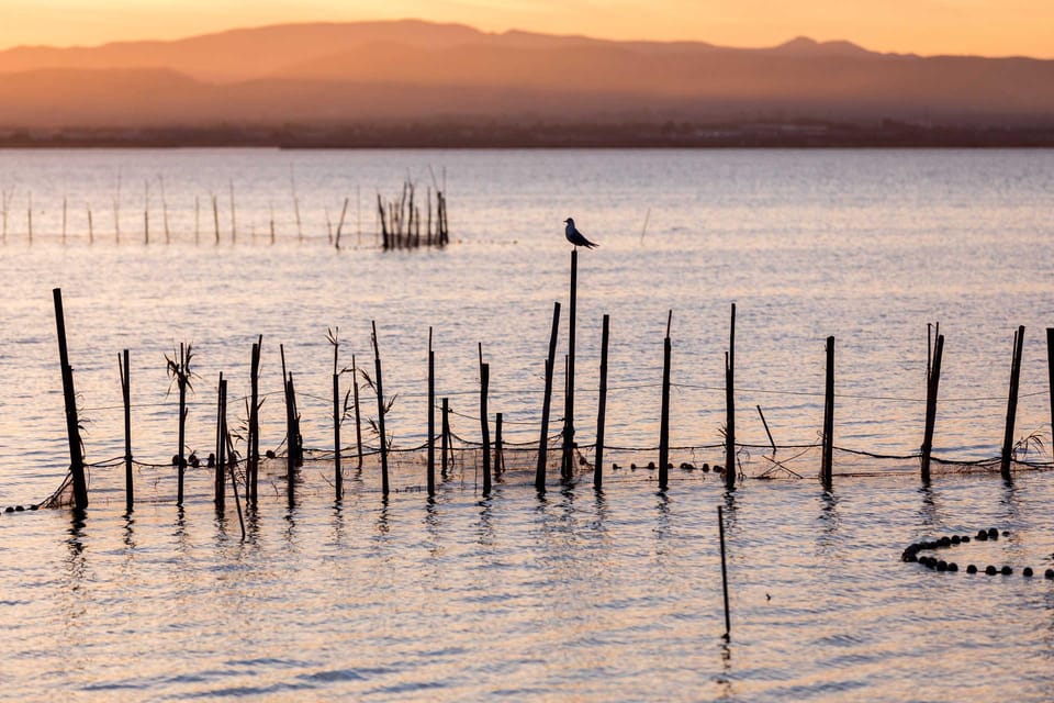 From Valencia: Albufera Natural Park with Sunset Boat Tour - The guide experience: bilingual help with real-world limits