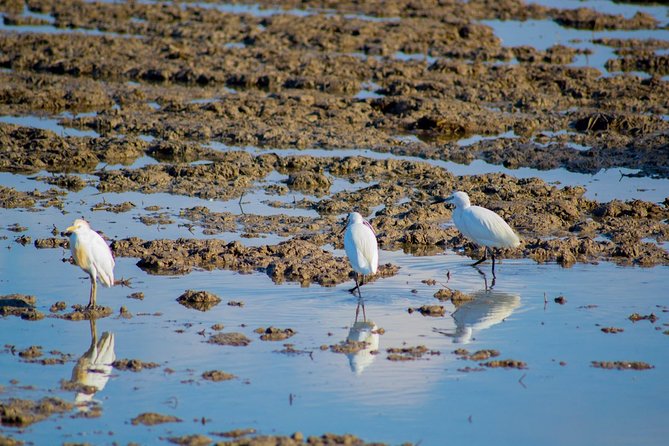 The Original Albufera Tour: Barraca, Boat Ride & Local Guide - Who This Tour Is Best For (and Who Might Want a Different Option)