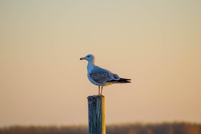 The Original Albufera Tour: Barraca, Boat Ride & Local Guide - Value Check: Is It Worth $62.81?