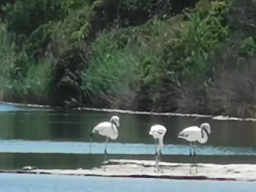 Valencia: Albufera Natural Park Bike and Boat Tour - After the boat: bikes drop at Gola del Puchol and you keep exploring