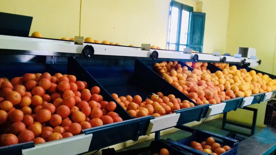 Valencia: Orange Farm and Orchard Trip with Tastings - Timing and what you’ll notice in different seasons