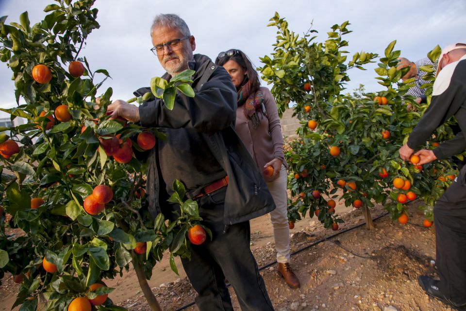 Valencia: Orange Farm and Orchard Trip with Tastings - The orchard walk: pruning, grafting, and why tradition matters