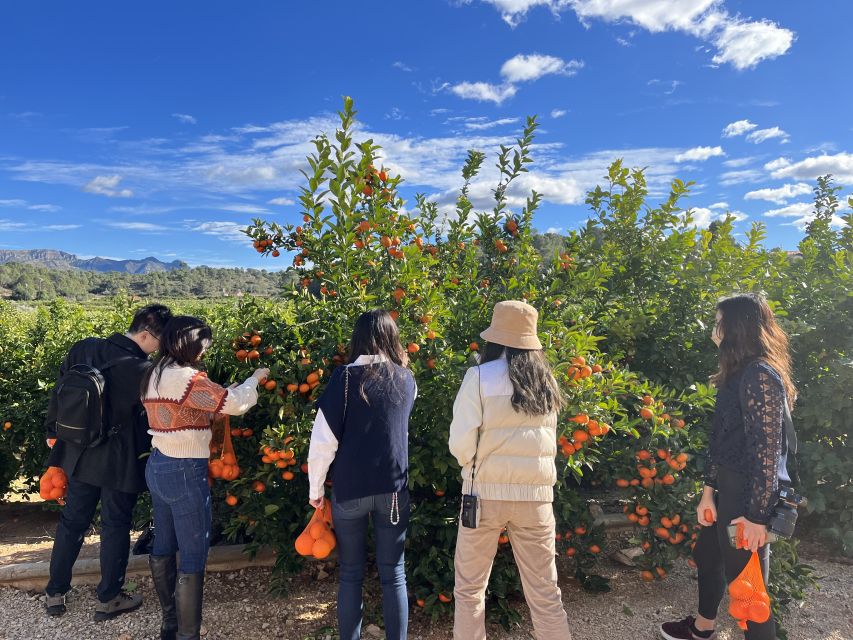 Valencia: Orange Farm and Orchard Trip with Tastings - Picking seasonal oranges (and taking the flavor home)