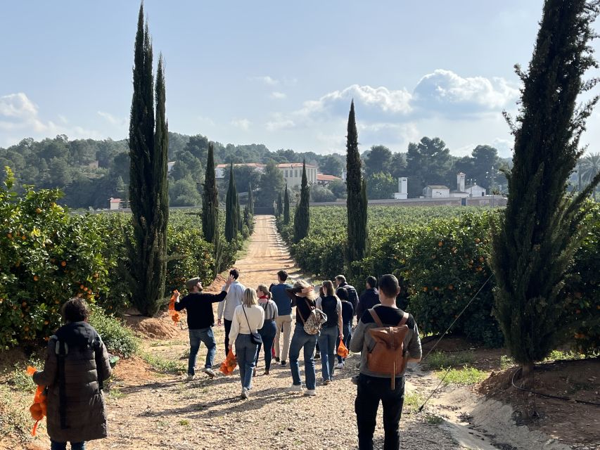Valencia: Orange Farm and Orchard Trip with Tastings - Naranjas Ribera warehouse: calibrating oranges like the pros