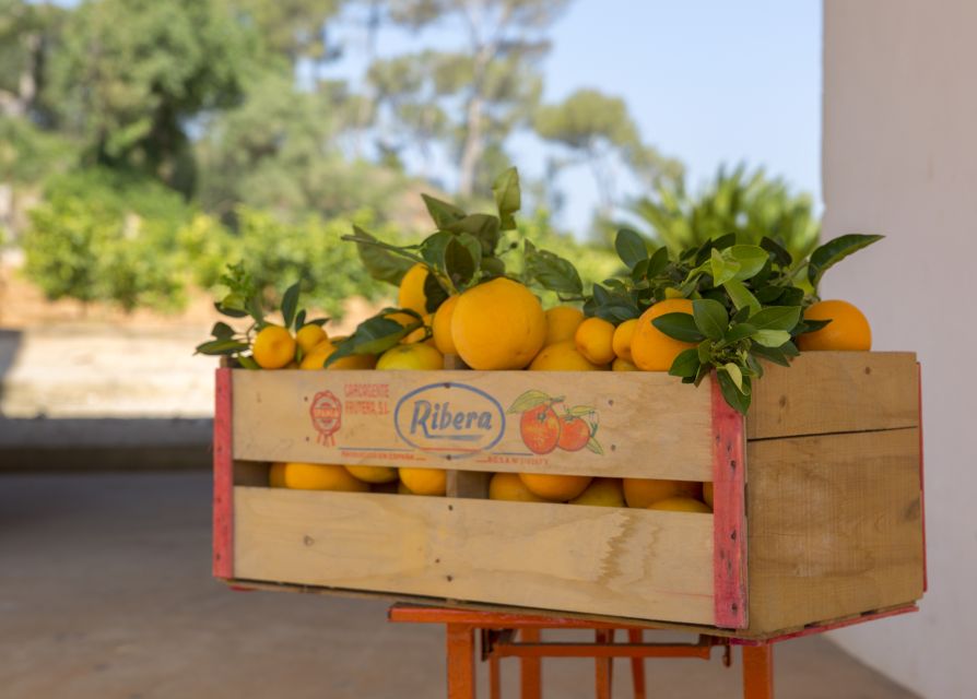 Valencia: Orange Farm and Orchard Trip with Tastings - Price and value: why $35 for 2 hours can be a smart buy